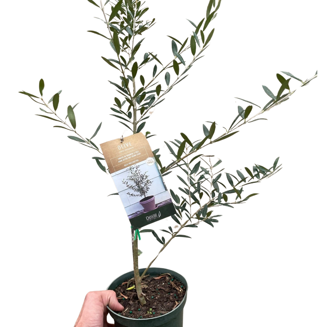 Common Olive Tree (Olea europaea) - BetterGrow Hydro