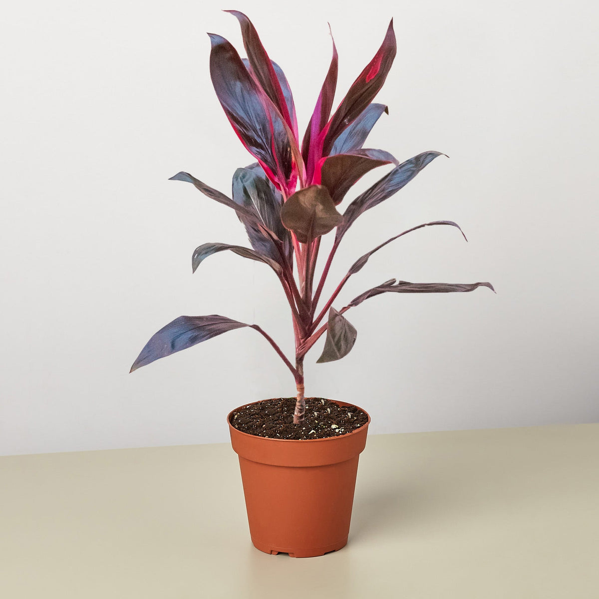 Cordyline 'Calypso Queen' - BetterGrow Hydro