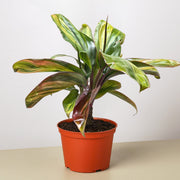 Cordyline Willies Gold - BetterGrow Hydro