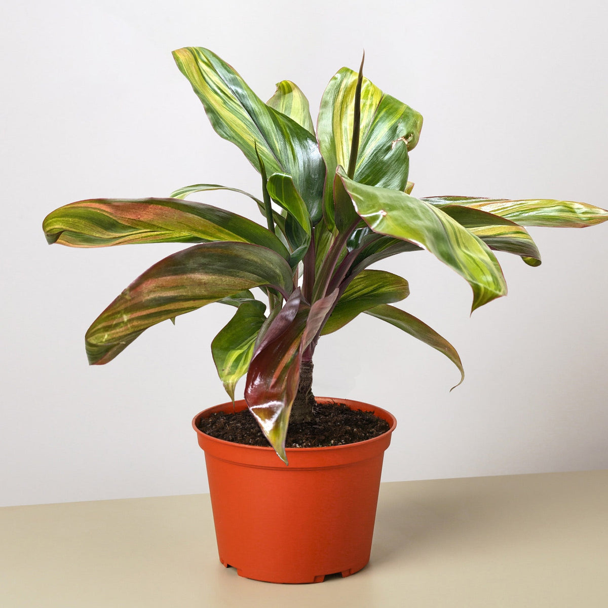 Cordyline Willies Gold - BetterGrow Hydro