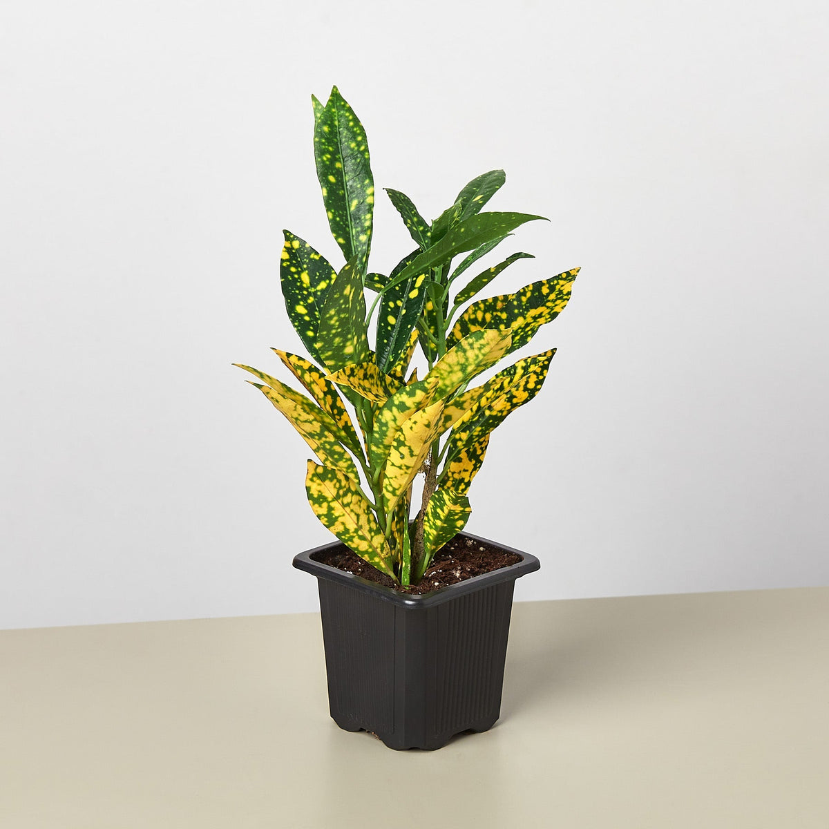 Croton 'Gold Dust' - BetterGrow Hydro