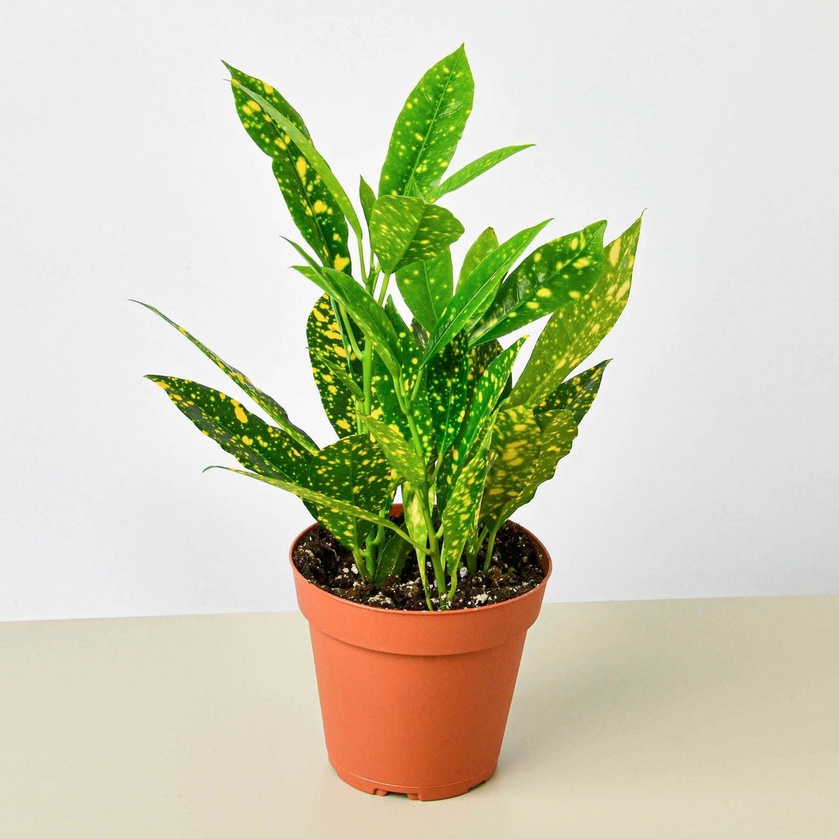 Croton 'Gold Dust' - BetterGrow Hydro