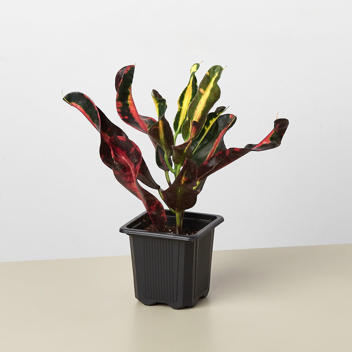 Croton Mammy - BetterGrow Hydro
