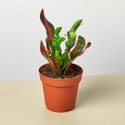 Croton Mammy - BetterGrow Hydro