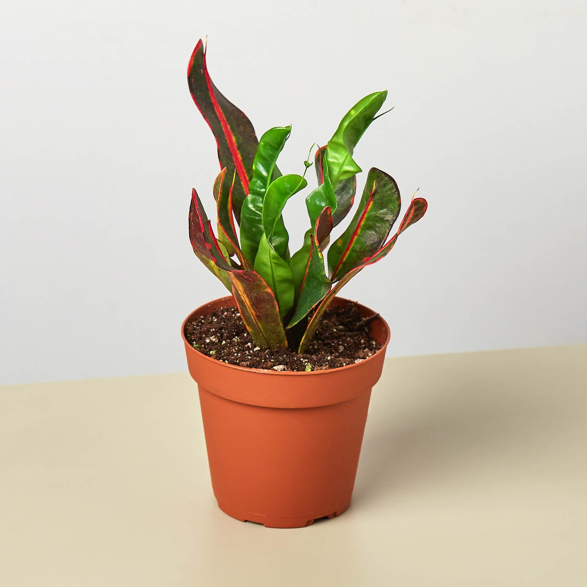 Croton Mammy - BetterGrow Hydro