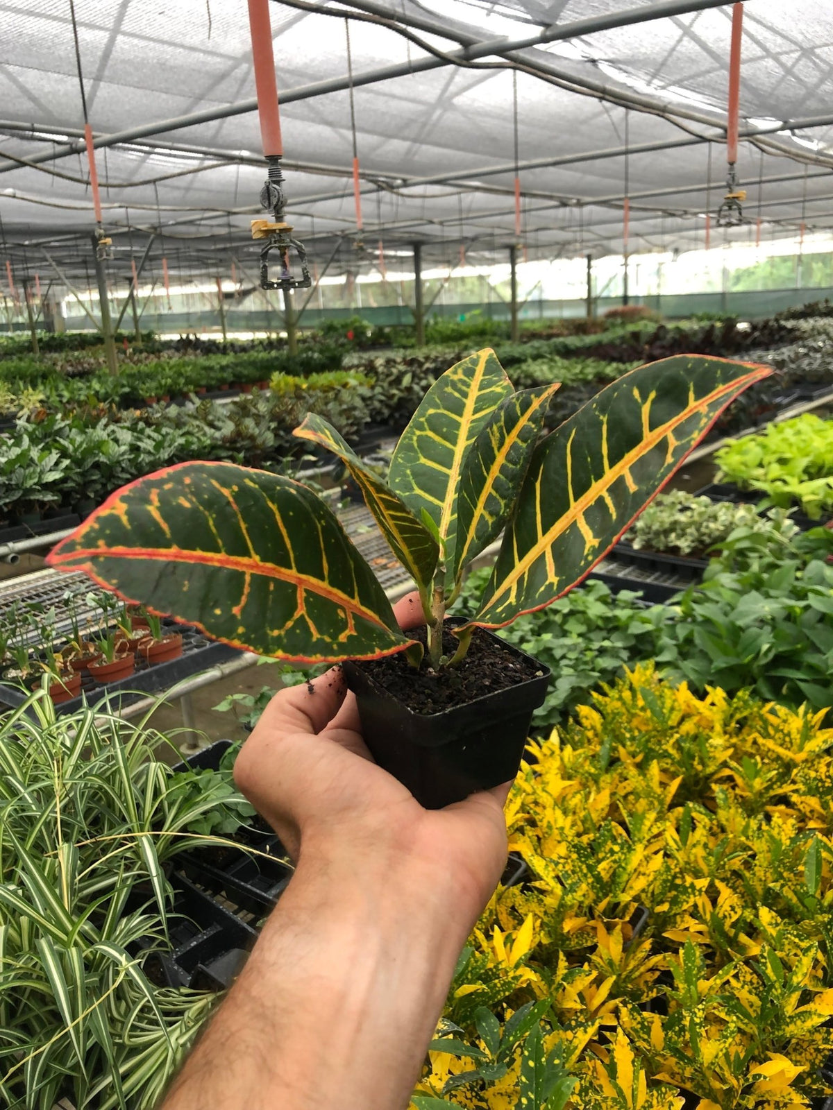 Croton Petra 'Joseph's Coat' - BetterGrow Hydro