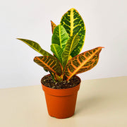 Croton Petra 'Joseph's Coat' - BetterGrow Hydro