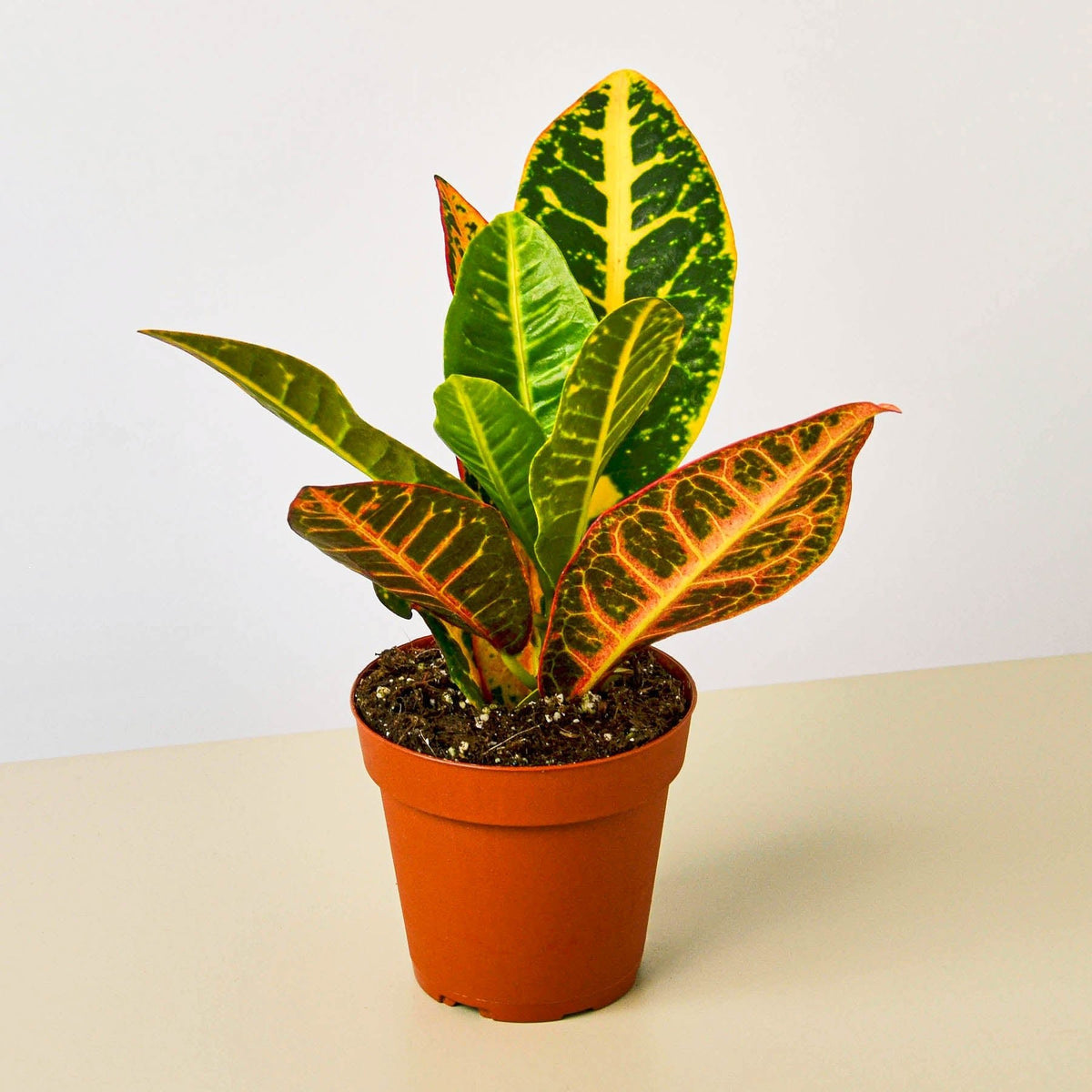 Croton Petra 'Joseph's Coat' - BetterGrow Hydro