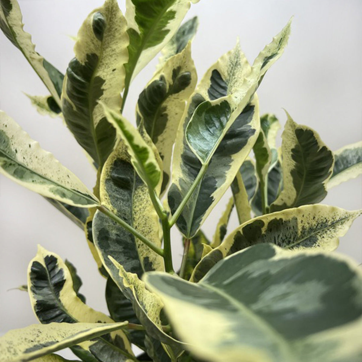Croton 'Tamara' - BetterGrow Hydro