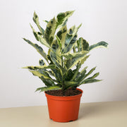 Croton 'Tamara' - BetterGrow Hydro