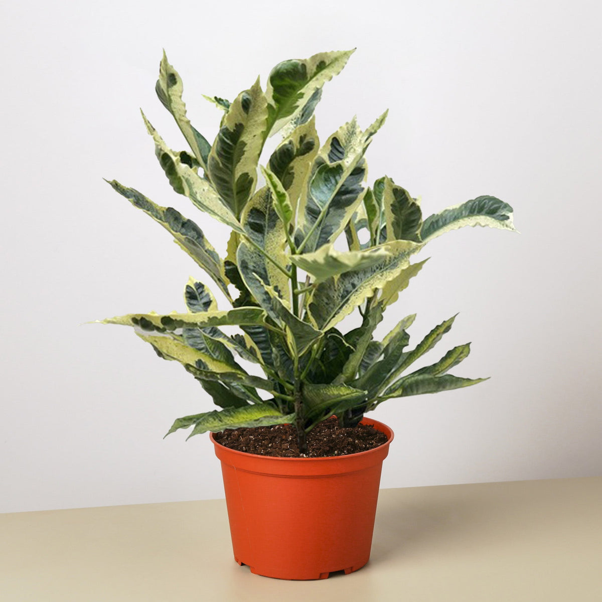 Croton 'Tamara' - BetterGrow Hydro