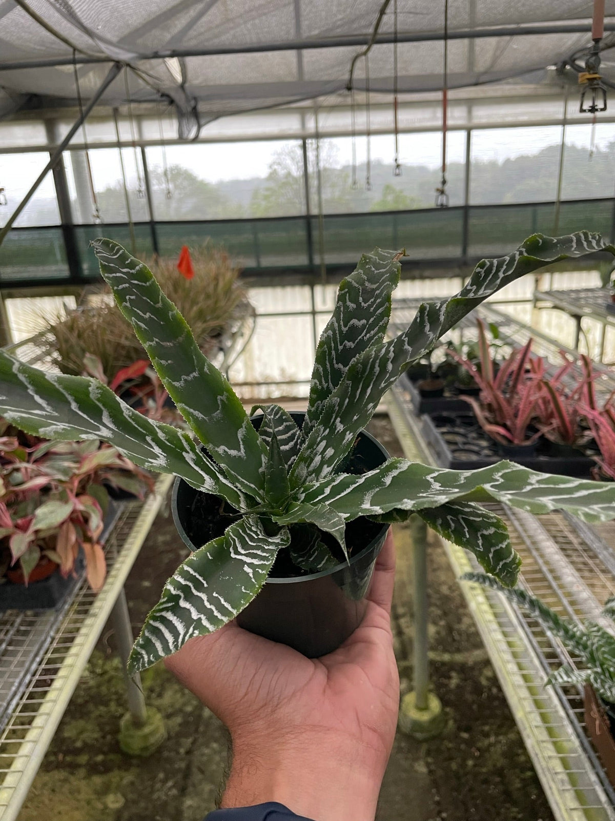 Cryptanthus 'Betty' - BetterGrow Hydro