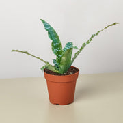 Cryptanthus 'Betty' - BetterGrow Hydro