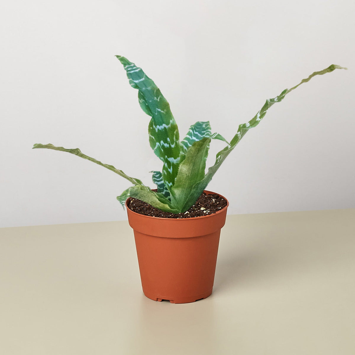 Cryptanthus 'Betty' - BetterGrow Hydro