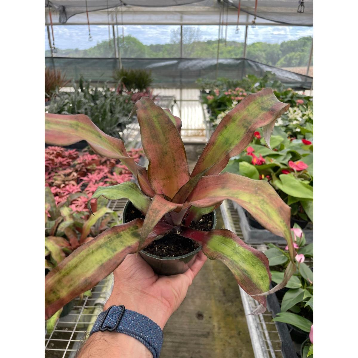 Cryptanthus 'Calypso' - BetterGrow Hydro
