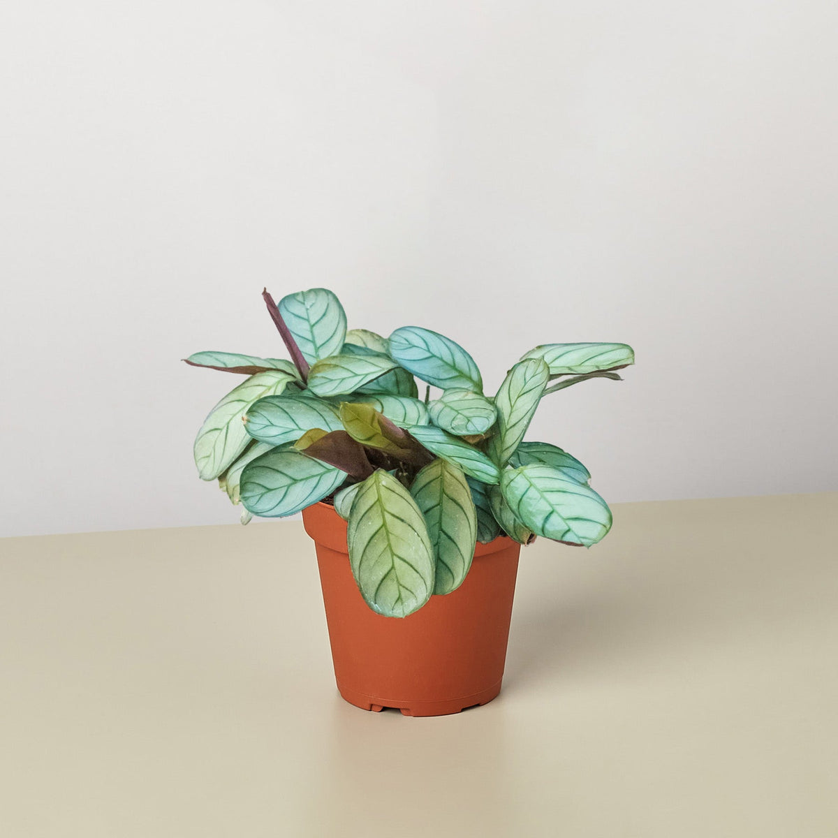 Ctenanthe burle-marxii 'Amagris' - BetterGrow Hydro