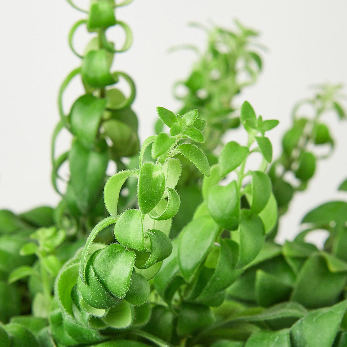 Curly Lipstick Plant - BetterGrow Hydro
