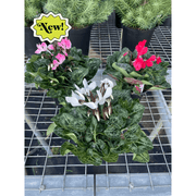 Cyclamen 'Assorted' - BetterGrow Hydro