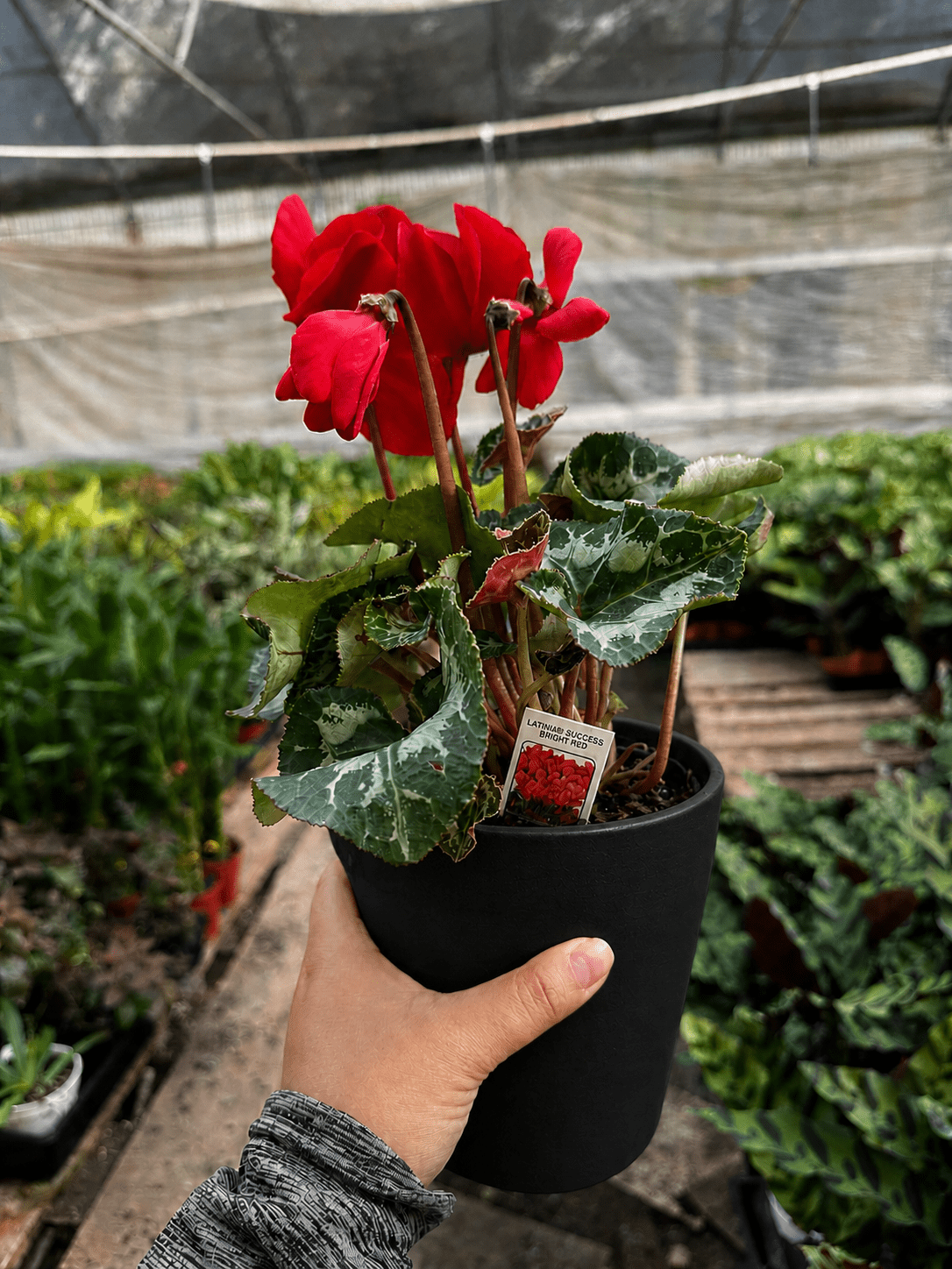 Cyclamen 'Red' - BetterGrow Hydro