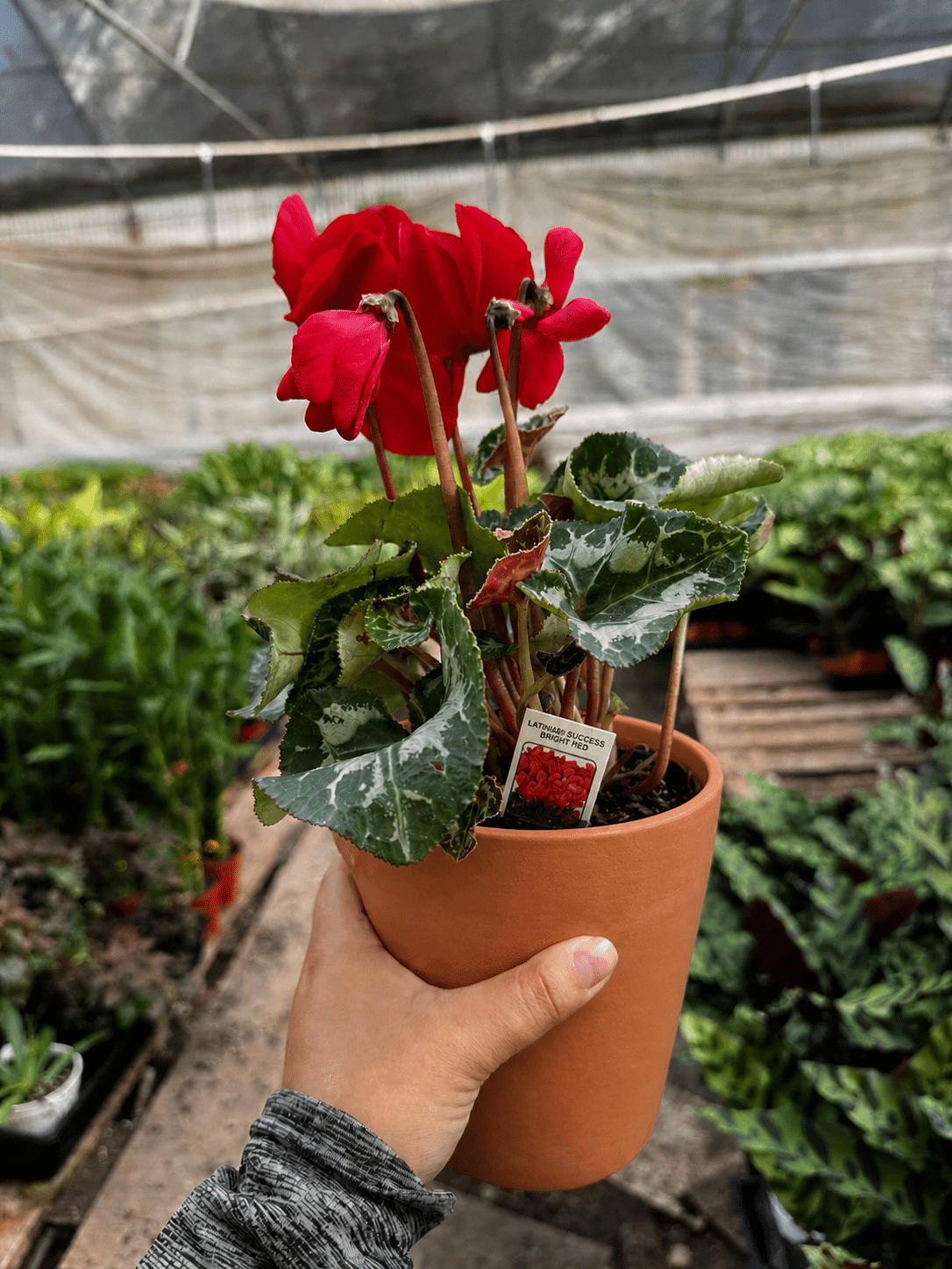 Cyclamen 'Red' - BetterGrow Hydro