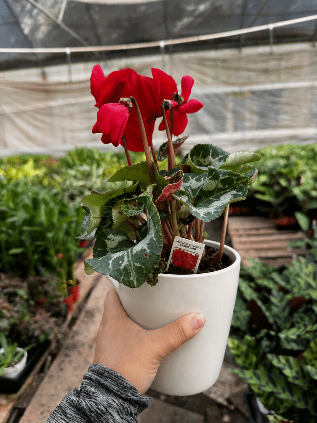 Cyclamen 'Red' - BetterGrow Hydro