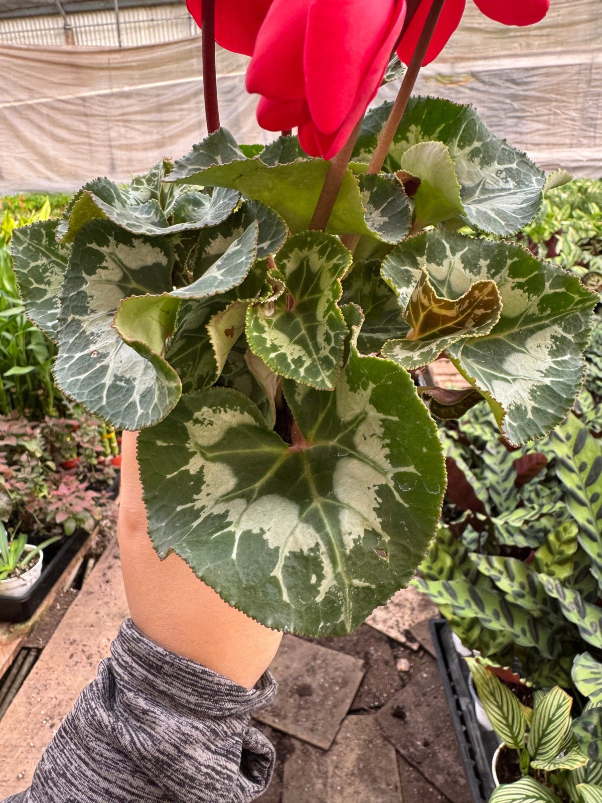 Cyclamen 'Red' - BetterGrow Hydro