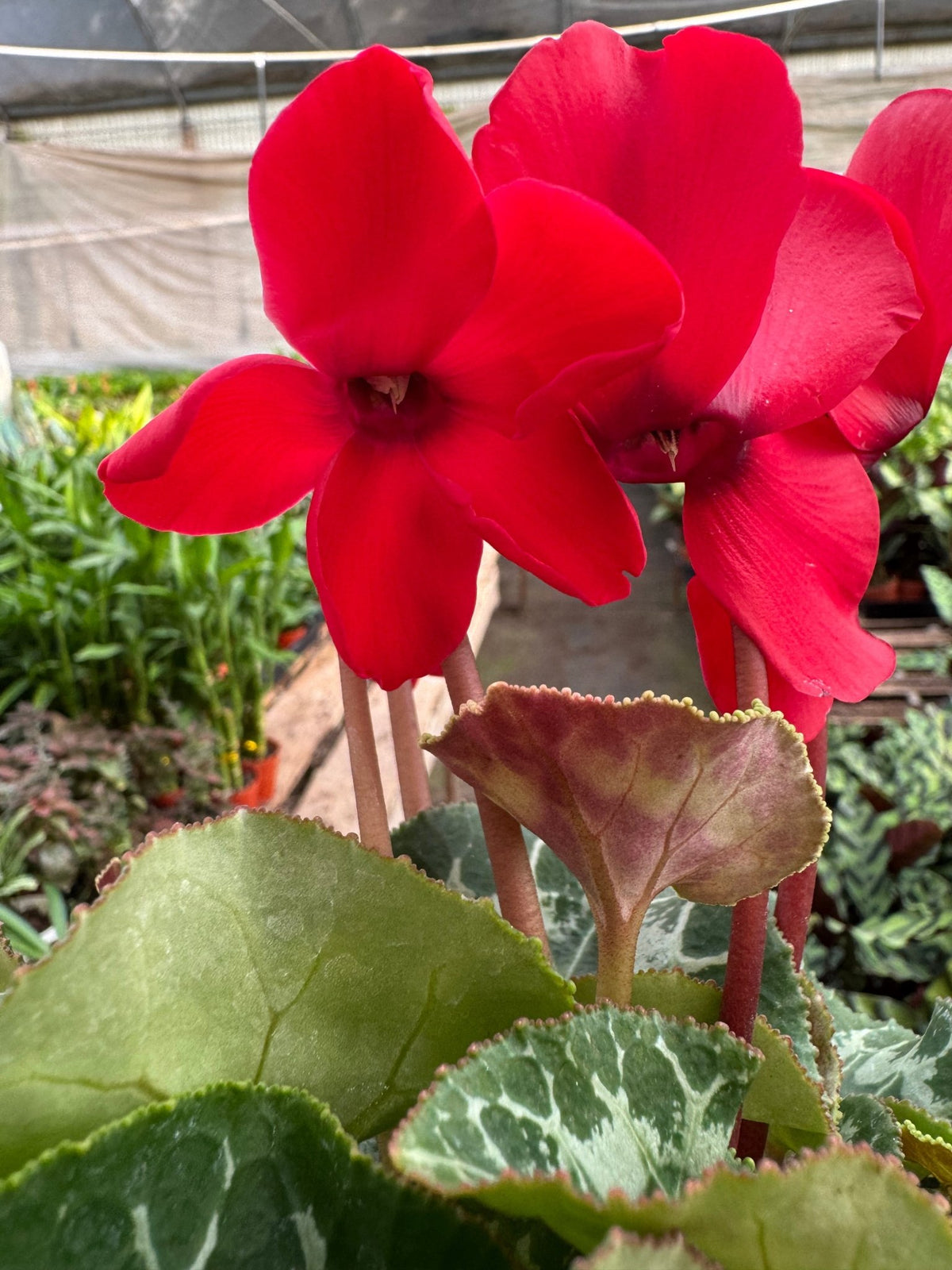 Cyclamen 'Red' - BetterGrow Hydro