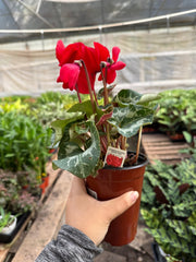 Cyclamen 'Red' - BetterGrow Hydro