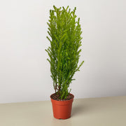 Cypress Lemon - BetterGrow Hydro