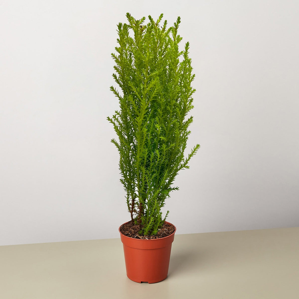 Cypress Lemon - BetterGrow Hydro