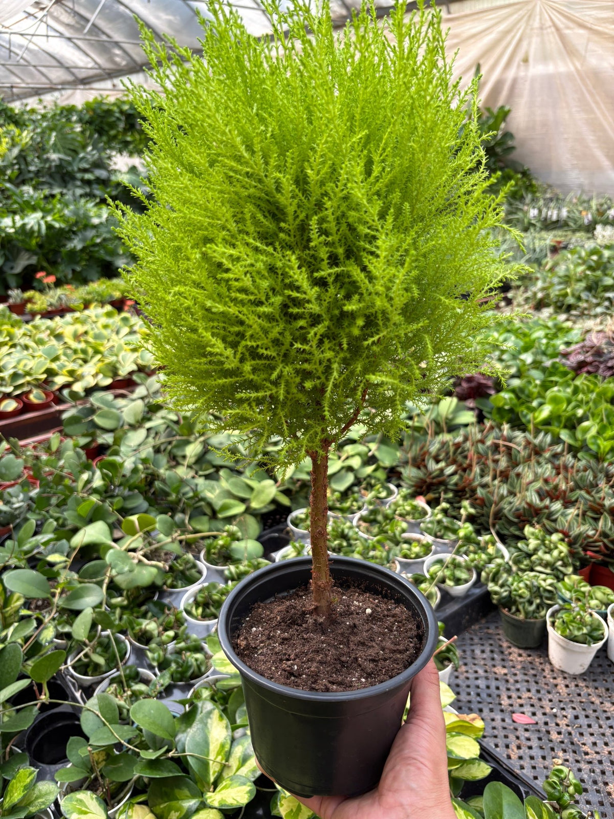 Cypress Lemon Topiary - BetterGrow Hydro