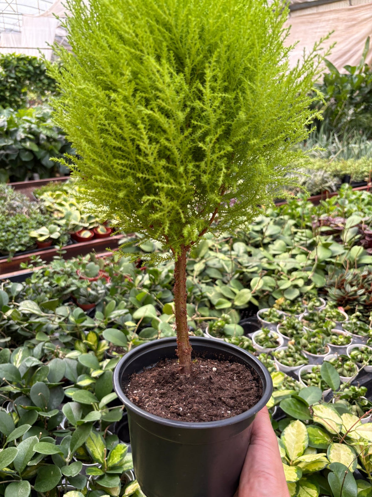 Cypress Lemon Topiary - BetterGrow Hydro