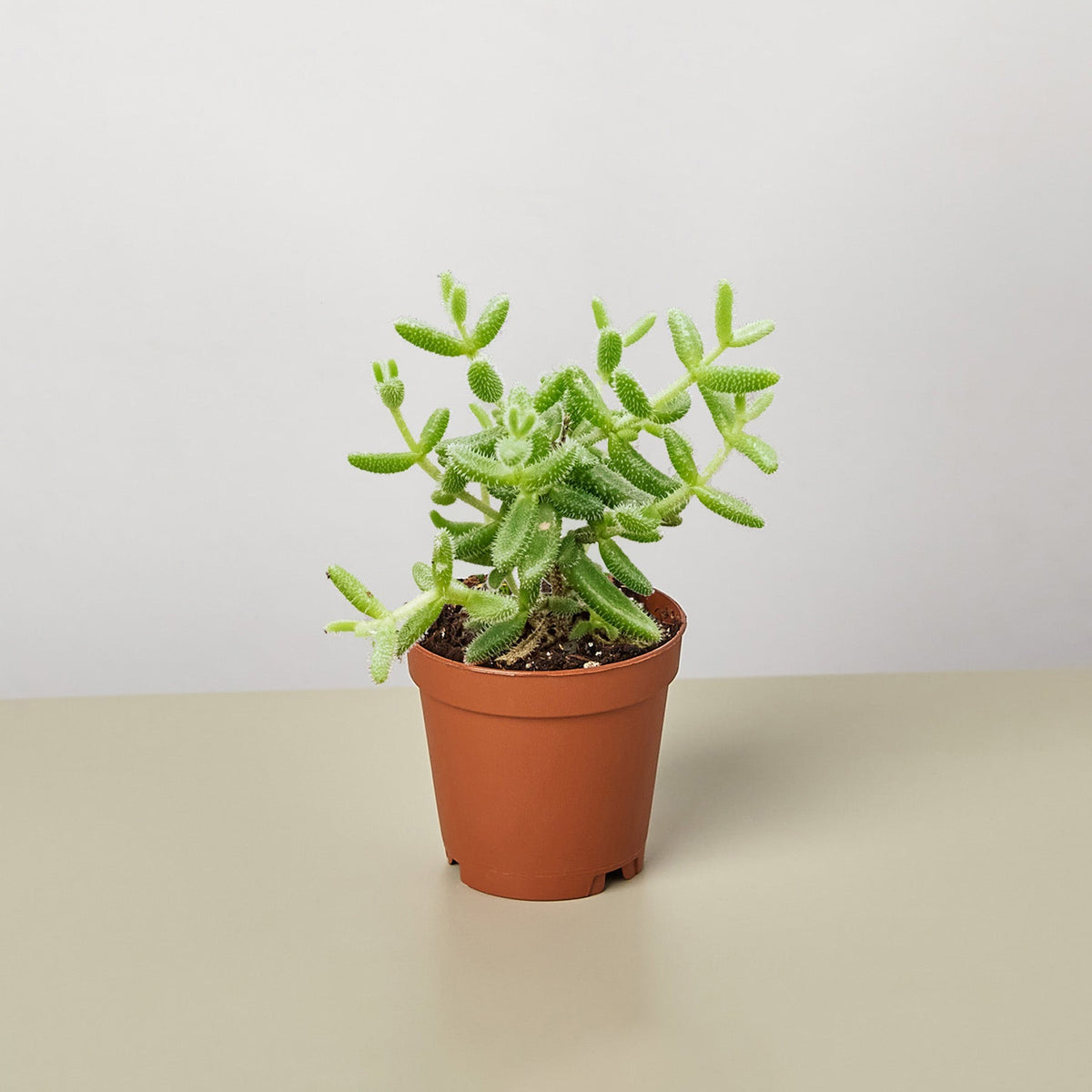 Delosperma echinatum 'Pickle Plant' - BetterGrow Hydro
