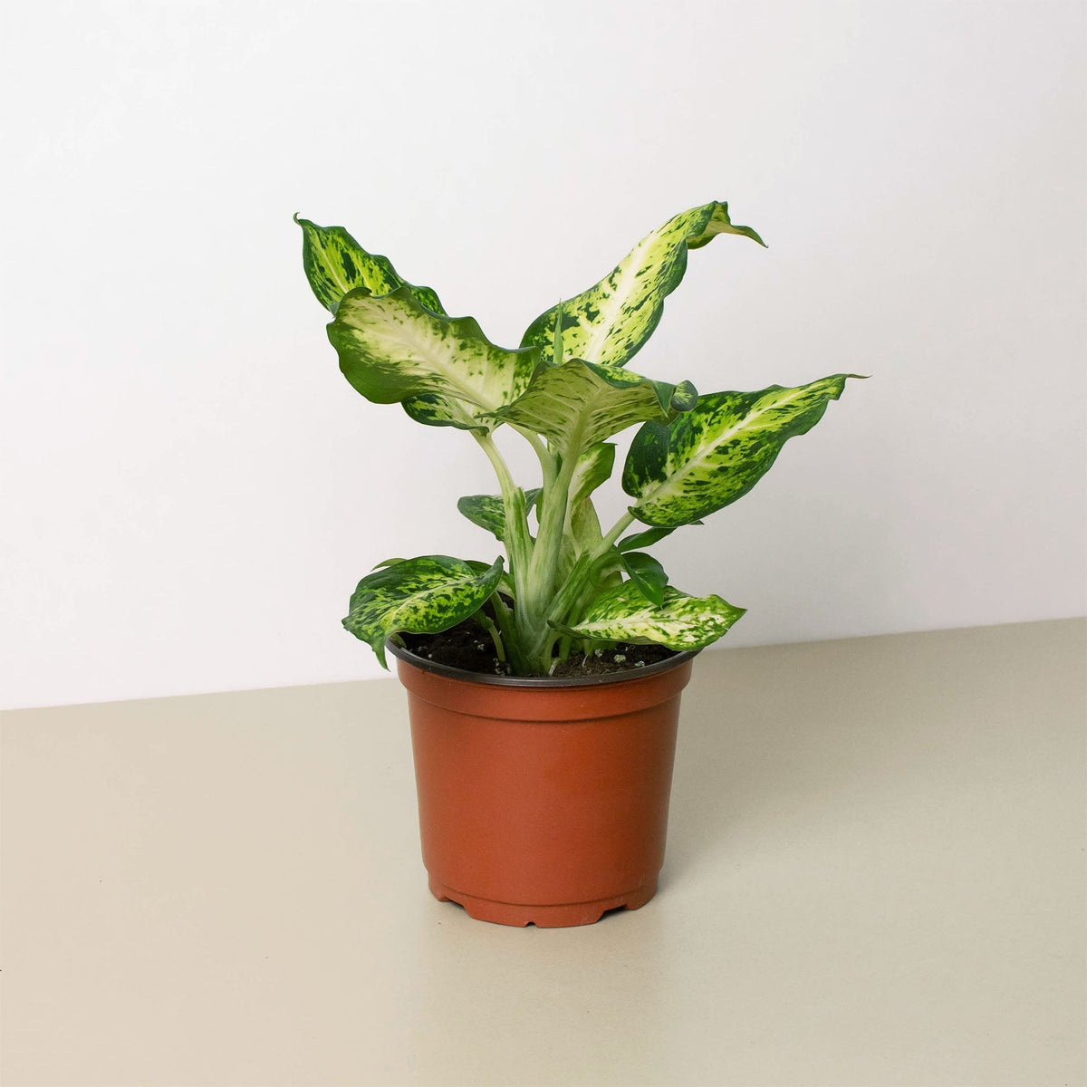 Dieffenbachia 'Amy' - BetterGrow Hydro