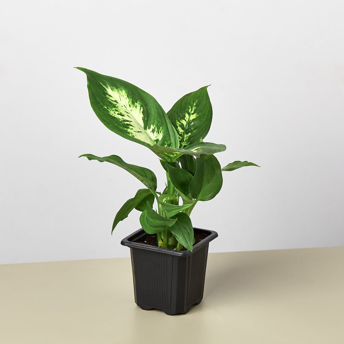 Dieffenbachia Camille - BetterGrow Hydro