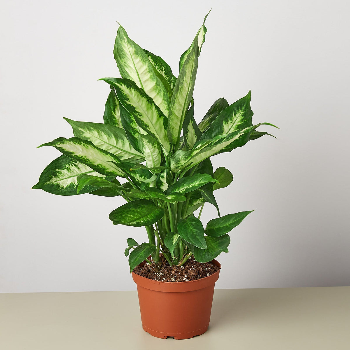 Dieffenbachia Camille - BetterGrow Hydro