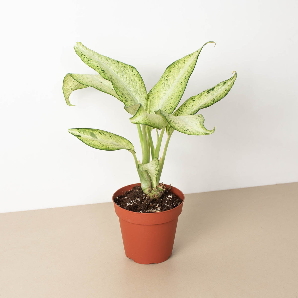 Dieffenbachia 'Camouflage' - BetterGrow Hydro