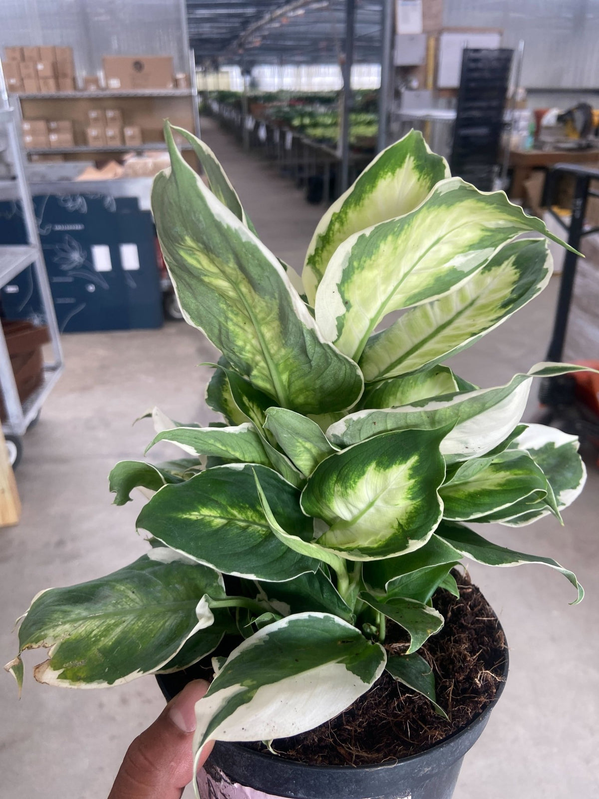 Dieffenbachia 'Cool Beauty' - BetterGrow Hydro