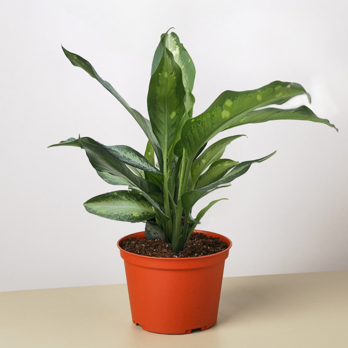Dieffenbachia Panther - BetterGrow Hydro