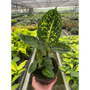 Dieffenbachia 'Reflector' - BetterGrow Hydro
