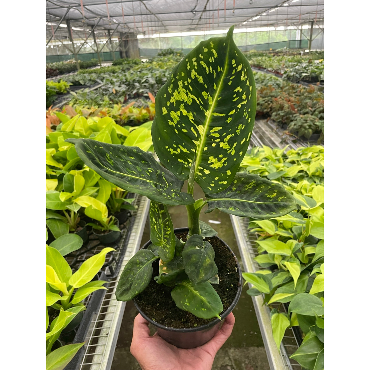 Dieffenbachia 'Reflector' - BetterGrow Hydro
