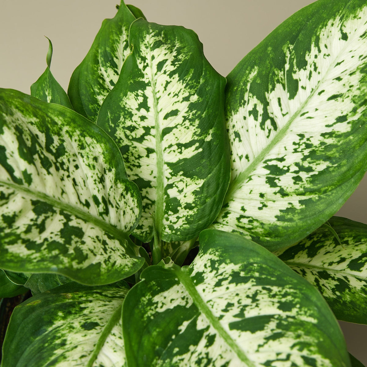 Dieffenbachia 'Tropic Snow' - BetterGrow Hydro