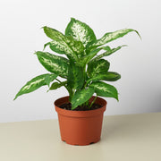 Dieffenbachia 'Tropic Snow' - BetterGrow Hydro