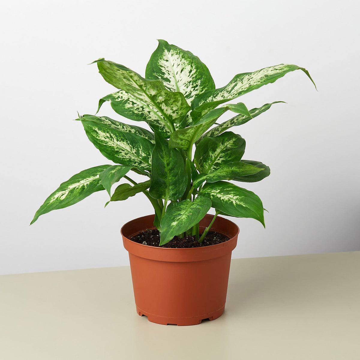 Dieffenbachia 'Tropic Snow' - BetterGrow Hydro