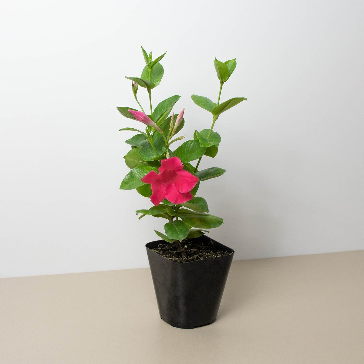 Dipladenia Premier Hot Pink - BetterGrow Hydro