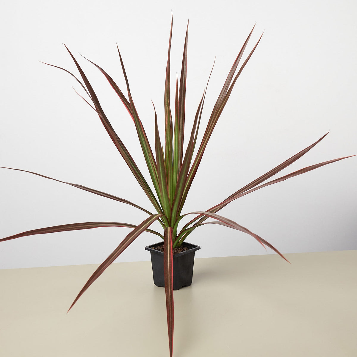 Dracaena 'Colorama' - BetterGrow Hydro