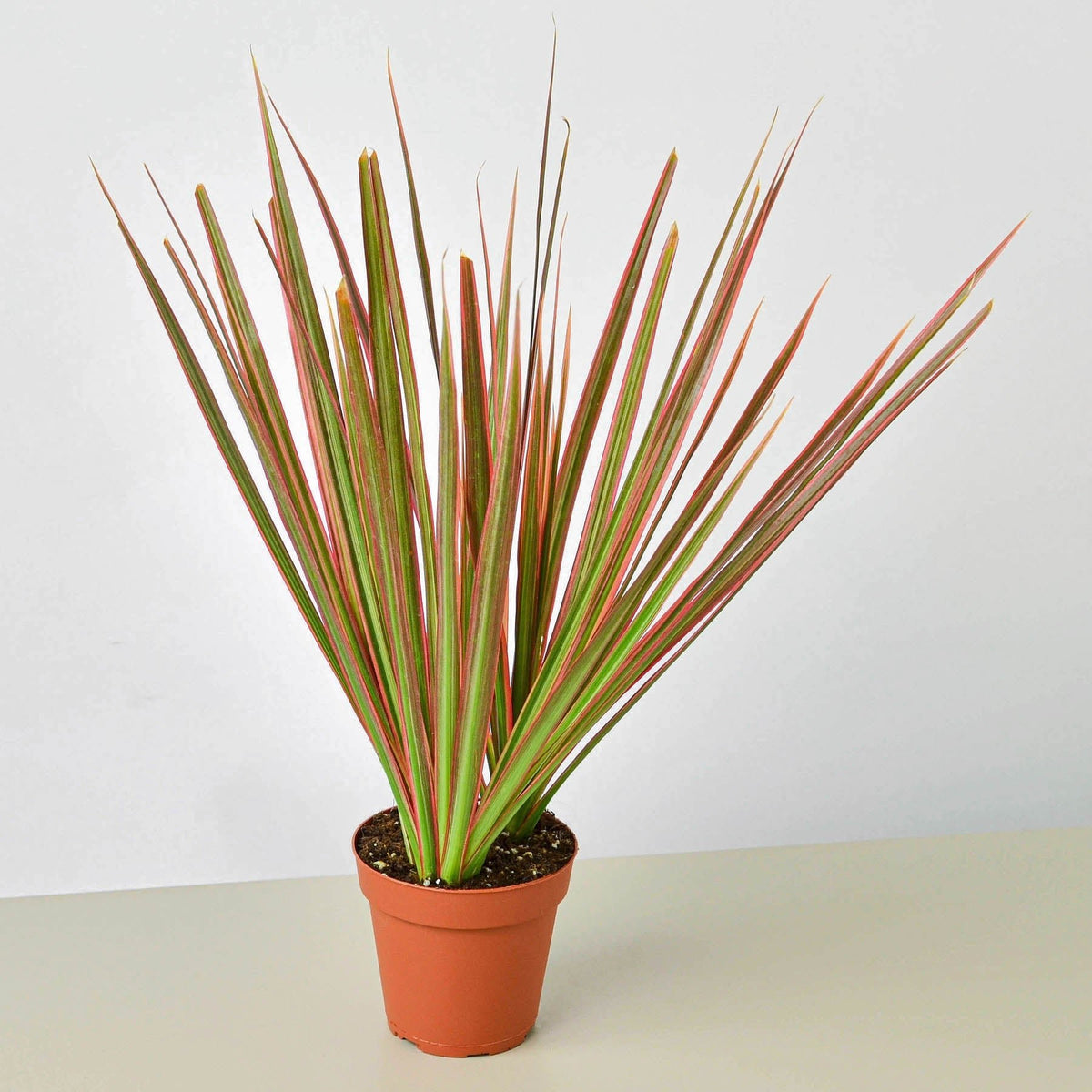 Dracaena 'Colorama' - BetterGrow Hydro