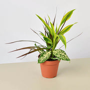 Dracaena 'Combo' - BetterGrow Hydro