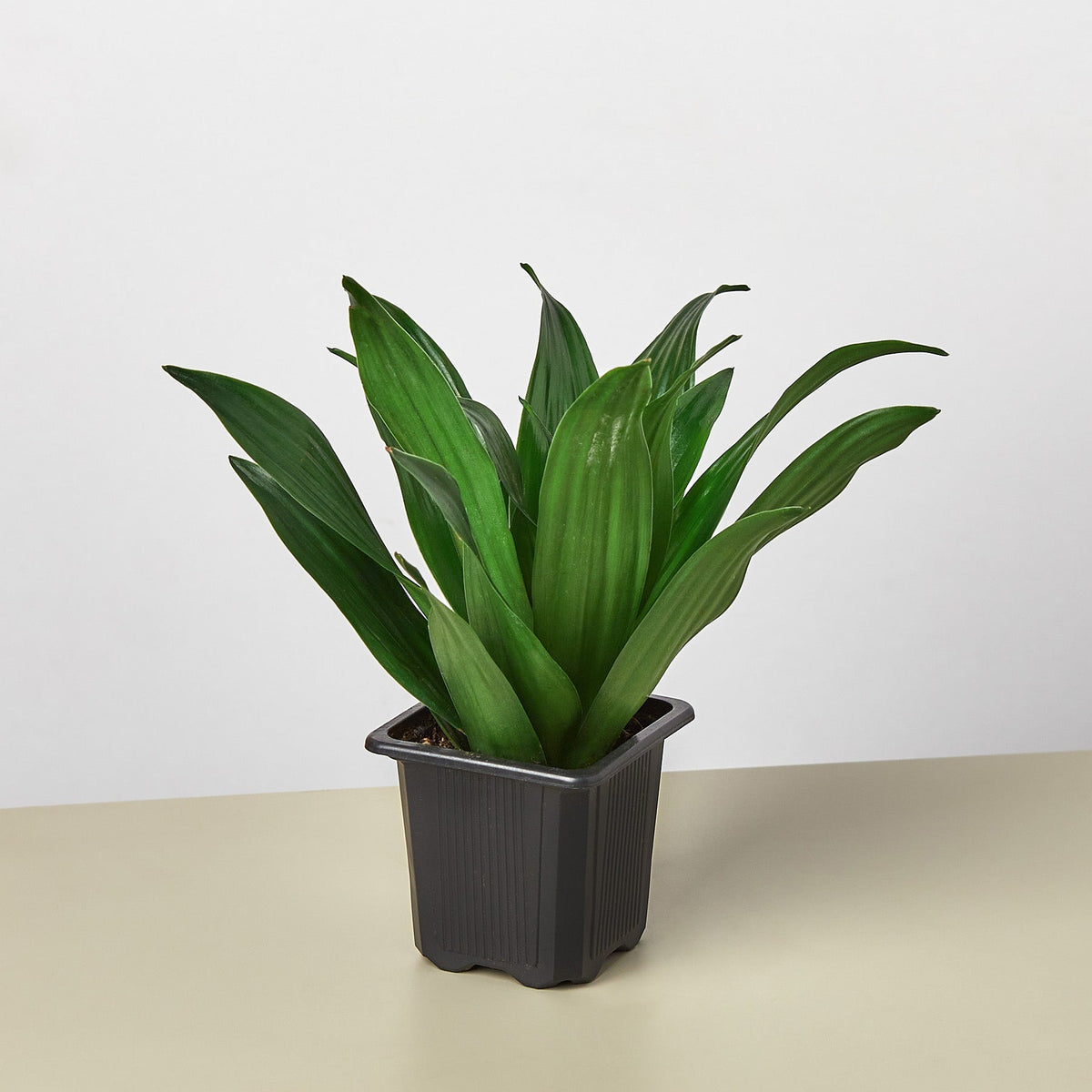 Dracaena 'Janet Craig' - BetterGrow Hydro