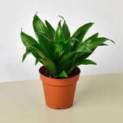 Dracaena 'Janet Craig' - BetterGrow Hydro